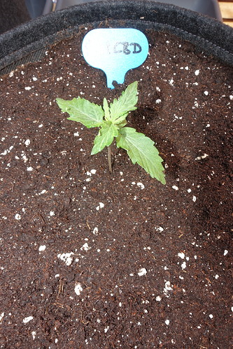 Growreport Bild 9