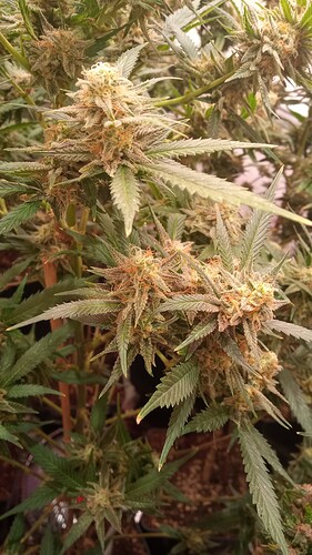 Growreport Bild 36