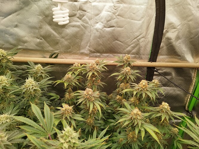 Growreport Bild 5