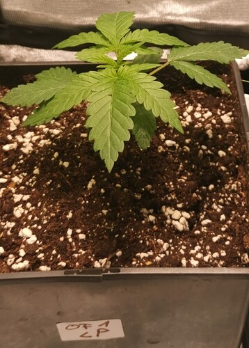 Growreport Bild 7
