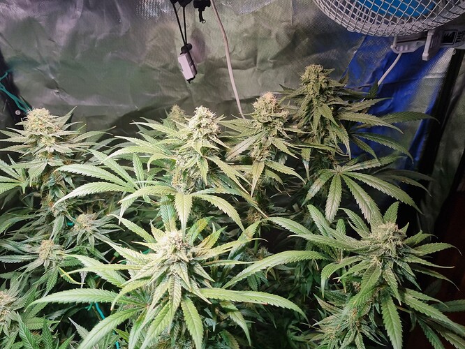 Growreport Bild 25