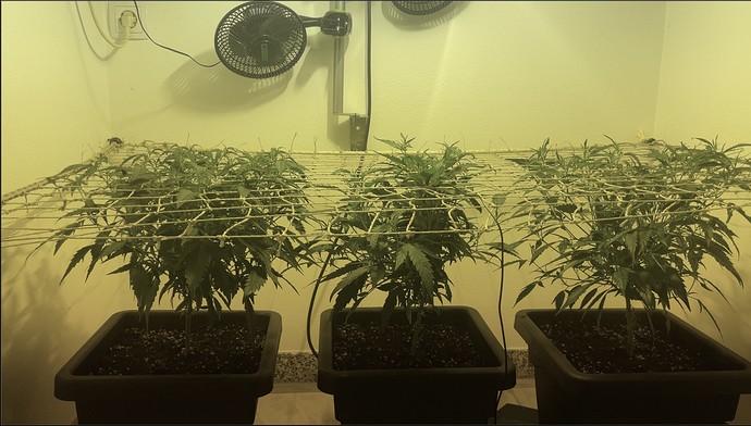 Growreport Bild 31