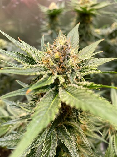 Growreport Bild 5