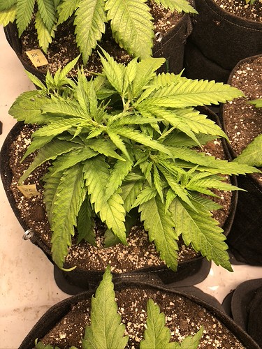 Growreport Bild 3