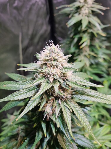 Growreport Bild 12