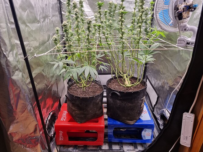 Growreport Bild 27