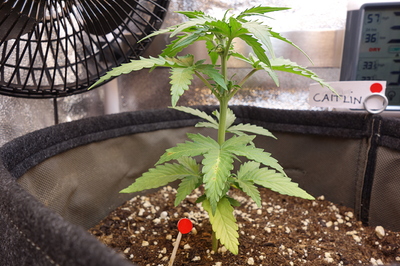 Eine junge Cannabispflanze in einem Vlies-Topf, mit einem kleinen Ventilator im Hintergrund und einem Hygrometer/Thermometer, das die Werte anzeigt. Ein Namensschild mit der Aufschrift "CAITLIN" ist am Topf befestigt.
