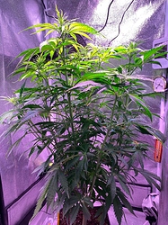 Growreport Bild 20
