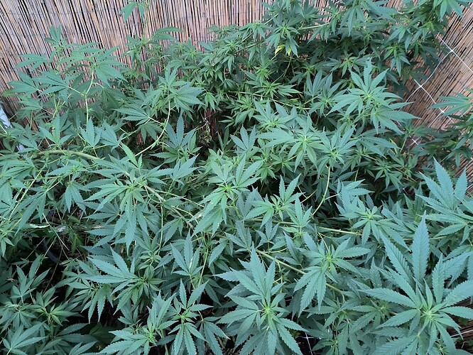 Growreport Bild 4