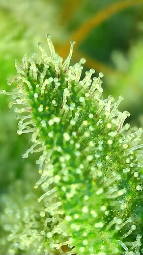 Growreport Bild 4