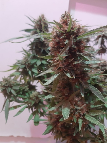 Growreport Bild 3