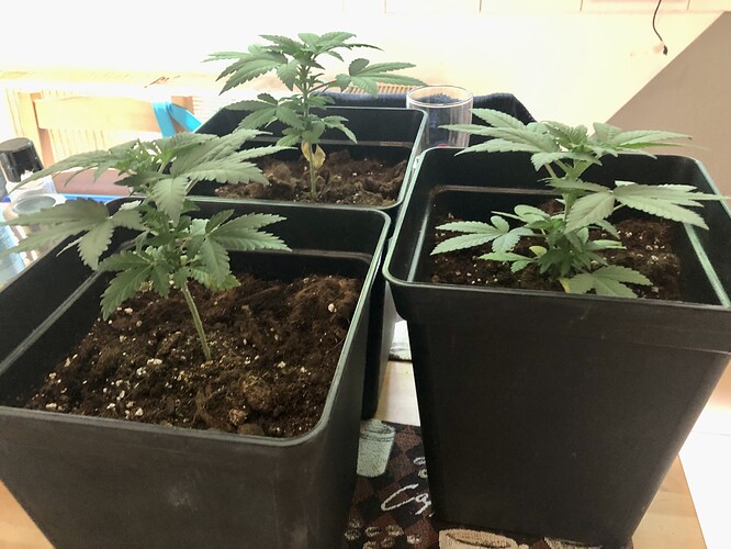 Growreport Bild 7