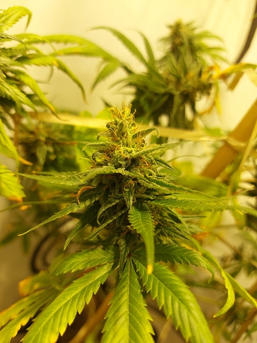 Growreport Bild 13