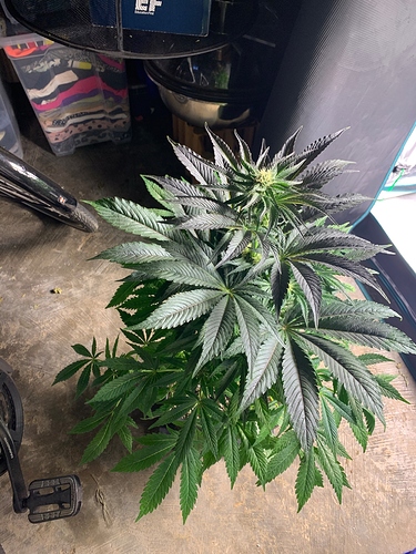 Growreport Bild 2