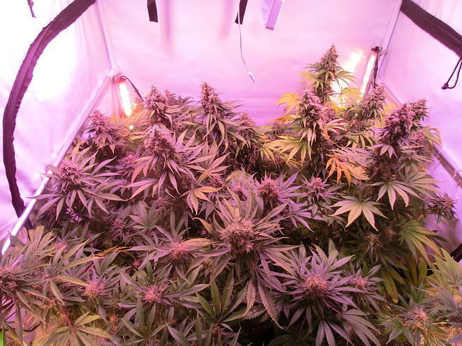 Growreport Bild 9