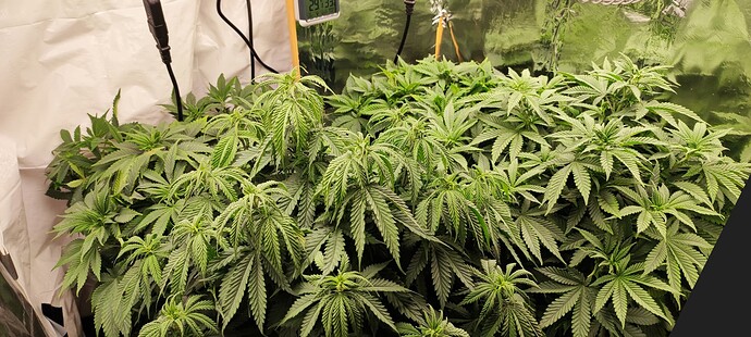 Growreport Bild 3