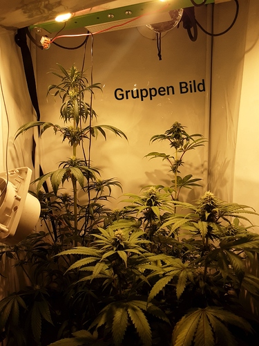 Growreport Bild 2