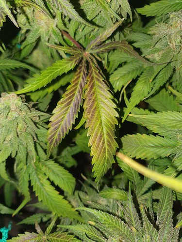 Growreport Bild 5