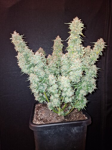 Growreport Bild 3