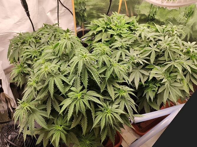Growreport Bild 2
