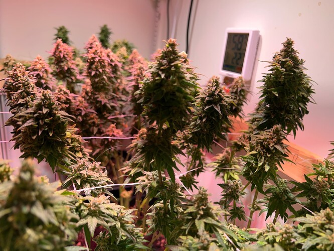 Growreport Bild 2