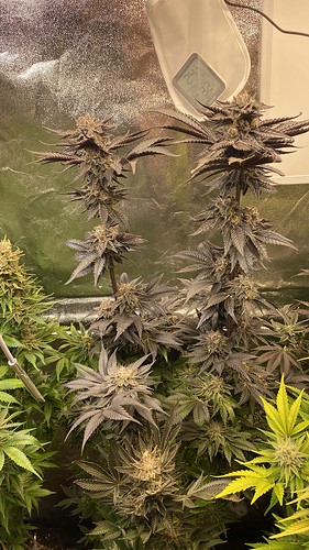 Growreport Bild 19
