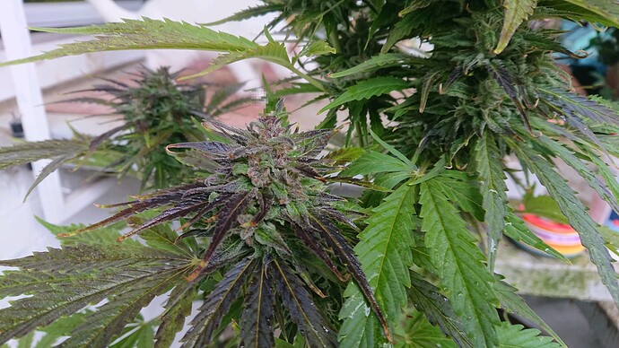 Growreport Bild 14