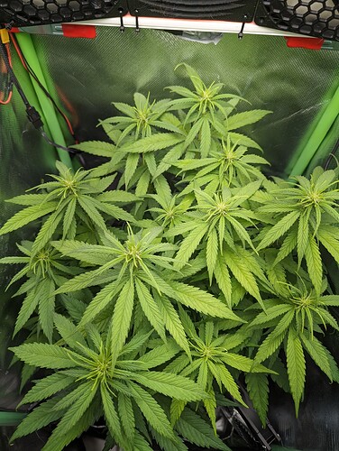Growreport Bild 4