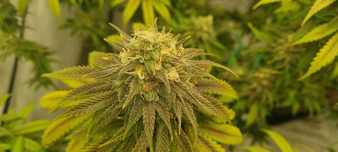 Growreport Bild 15