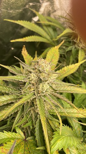 Growreport Bild 2