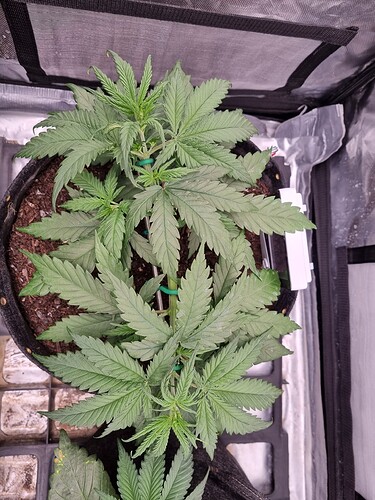 Growreport Bild 6