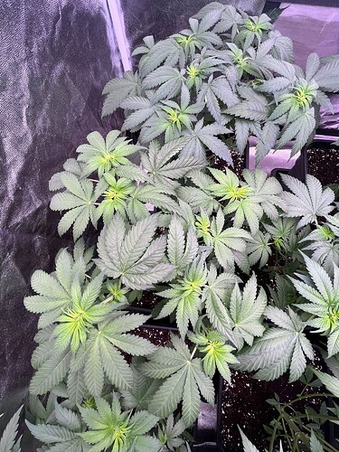 Growreport Bild 3