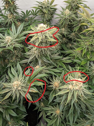 Growreport Bild 2