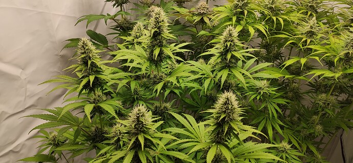 Growreport Bild 6
