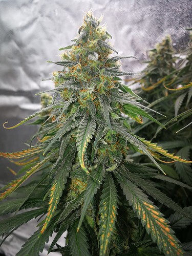 Growreport Bild 7