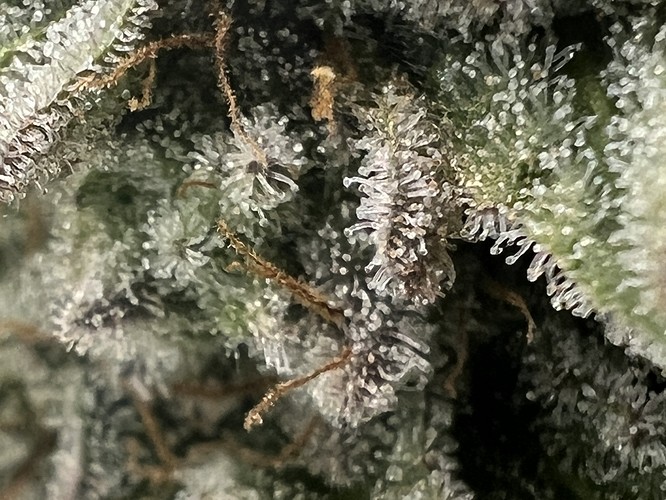 Growreport Bild 20