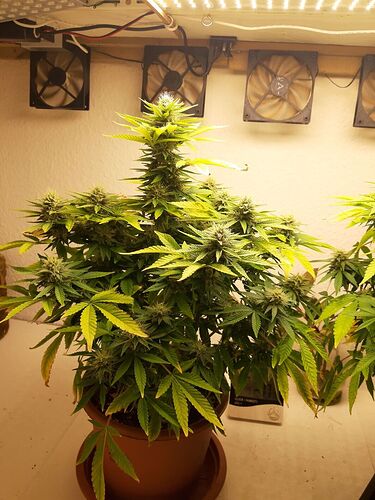 Growreport Bild 11