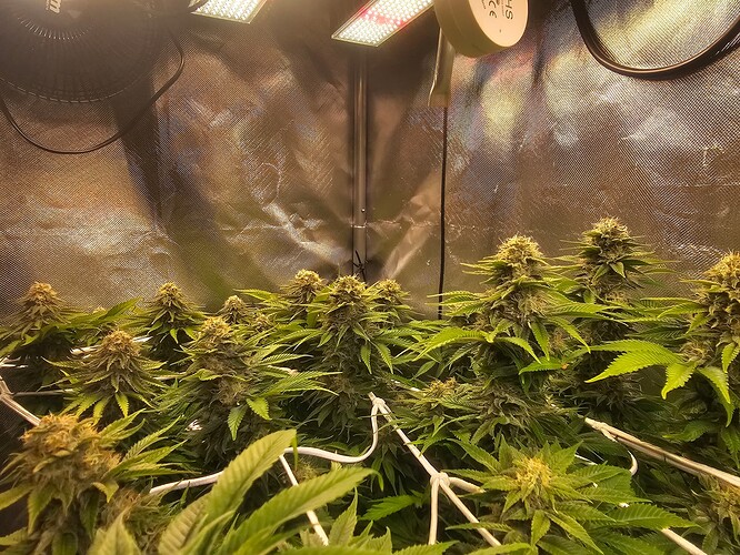 Growreport Bild 14