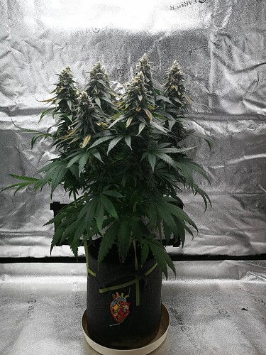 Growreport Bild 4