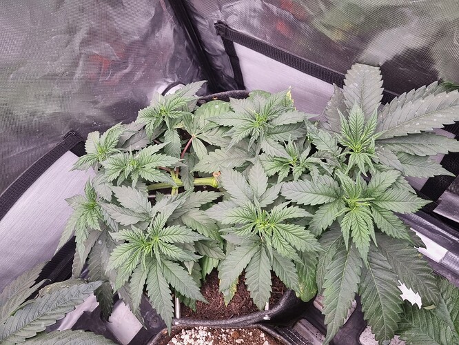 Growreport Bild 9