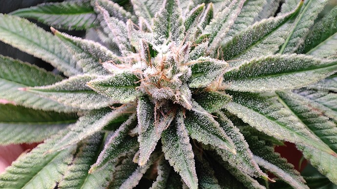 Growreport Bild 33