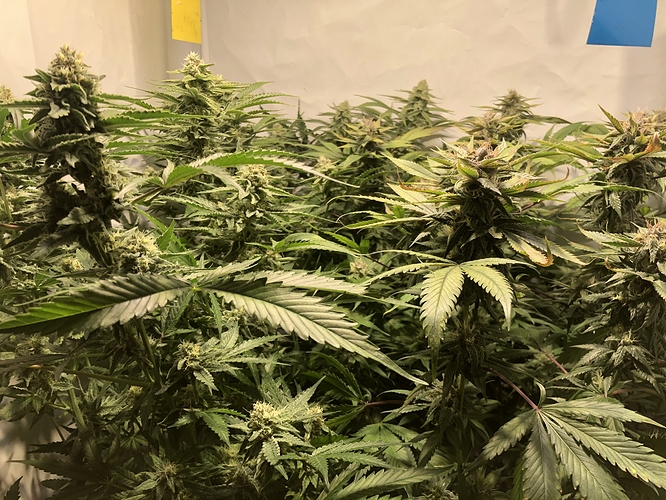 Growreport Bild 4