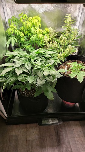 Growreport Bild 6