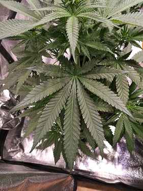 Growreport Bild 3