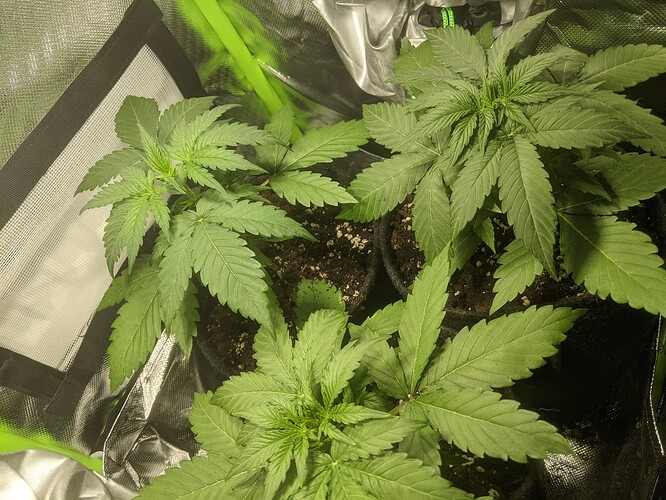 Growreport Bild 1