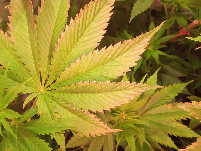 Growreport Bild 48