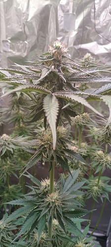 Growreport Bild 9