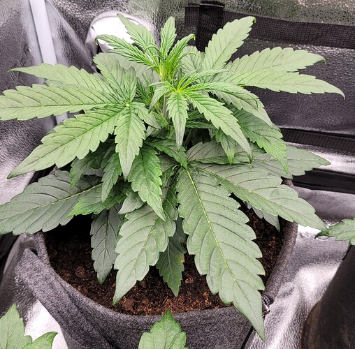 Growreport Bild 178