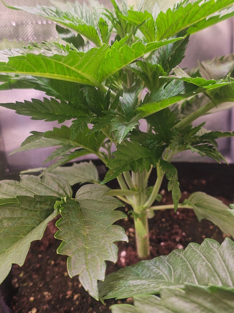 Alien Moonrocks Indoor Grow Start 08.10.23 120x60x180