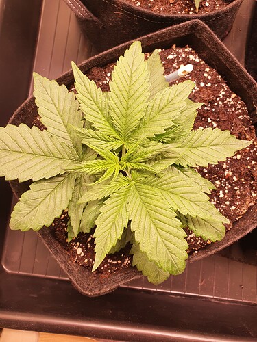 Growreport Bild 17
